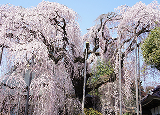 Spring only! Yamanashi Katsunuma Flower course