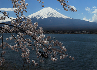 Spring Only! Mt.Fuji & Flower course