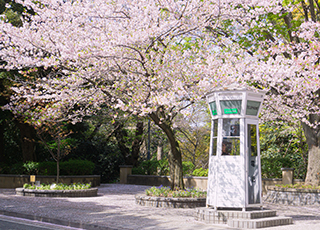 Sakura tour in Yokohama & Kamakura